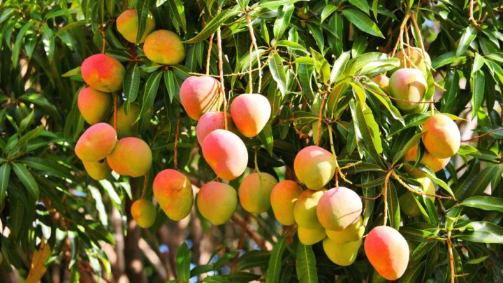 Un om de afaceri indian a angajat servicii de pază pentru un copac de mango