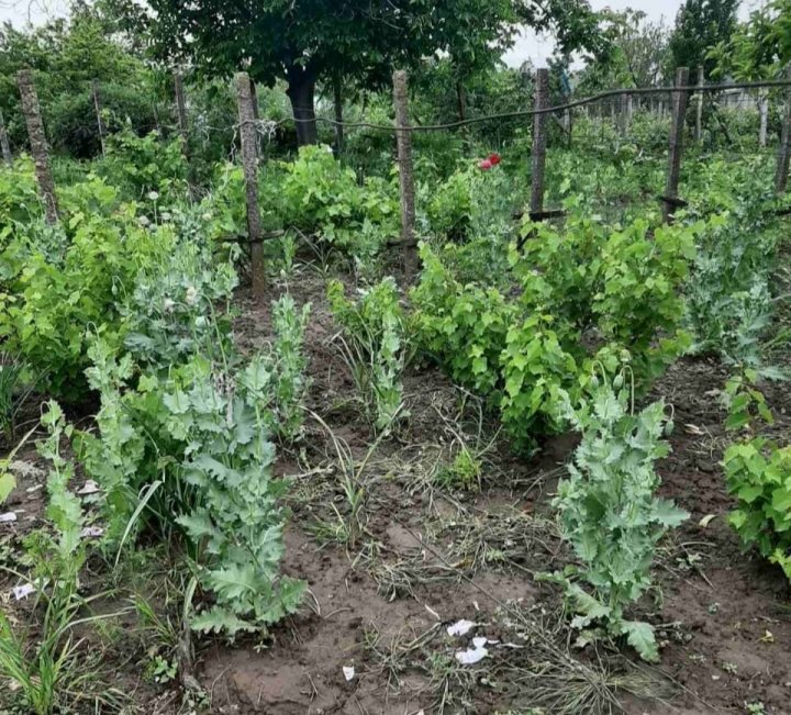 Descoperirea făcută de polițiști într-o gospodărie din satul Chircăiești, raionul Căușeni (FOTO)