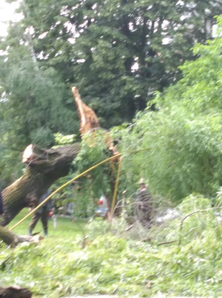 Ploaia cu grindină a făcut RAVAGII la Ungheni. Copaci doborâţi şi culturi agricole distruse (VIDEO/FOTO)