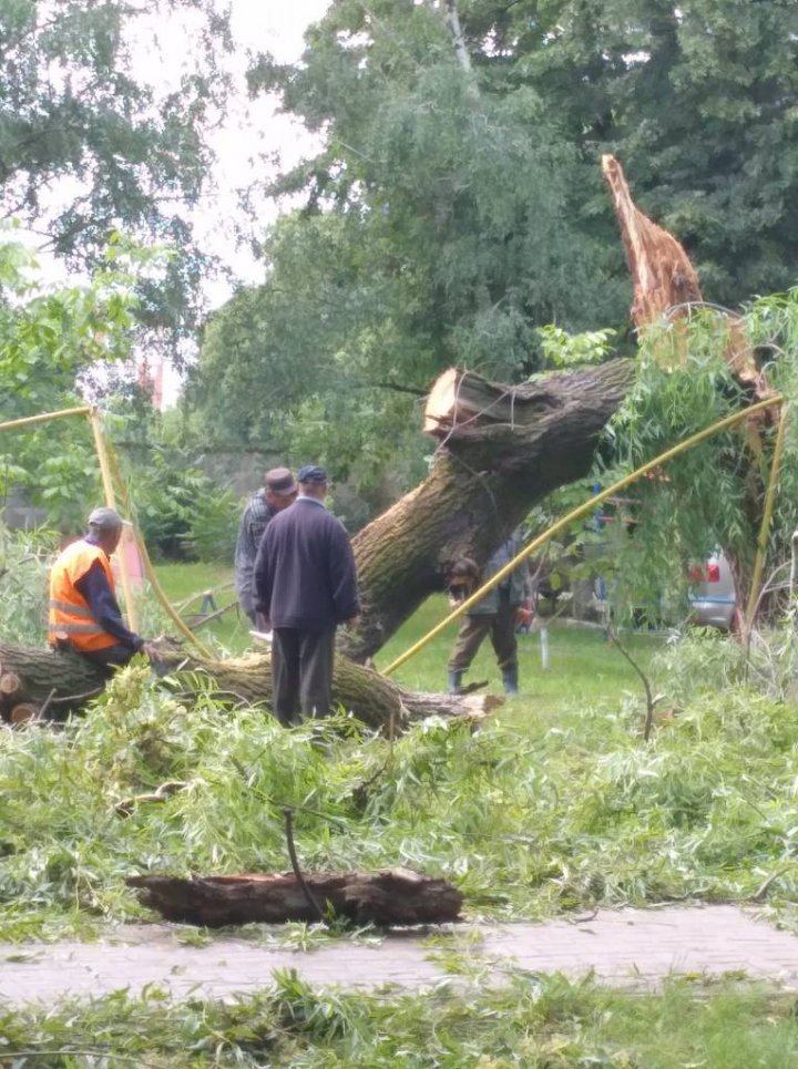 Ploaia cu grindină a făcut RAVAGII la Ungheni. Copaci doborâţi şi culturi agricole distruse (VIDEO/FOTO)