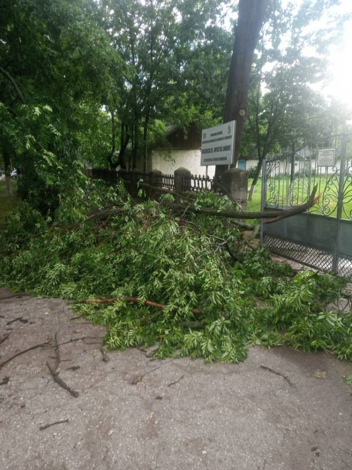 Ploaia cu grindină a făcut RAVAGII la Ungheni. Copaci doborâţi şi culturi agricole distruse (VIDEO/FOTO)