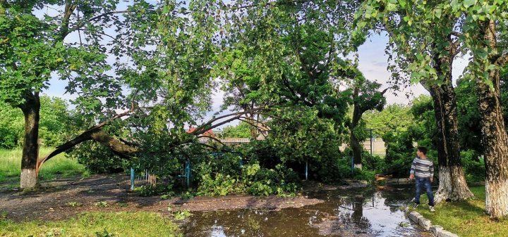 Ploaia cu grindină a făcut RAVAGII la Ungheni. Copaci doborâţi şi culturi agricole distruse (VIDEO/FOTO)