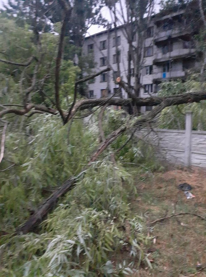 Ploaia cu grindină a făcut RAVAGII la Ungheni. Copaci doborâţi şi culturi agricole distruse (VIDEO/FOTO)