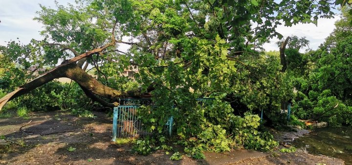 Ploaia cu grindină a făcut RAVAGII la Ungheni. Copaci doborâţi şi culturi agricole distruse (VIDEO/FOTO)