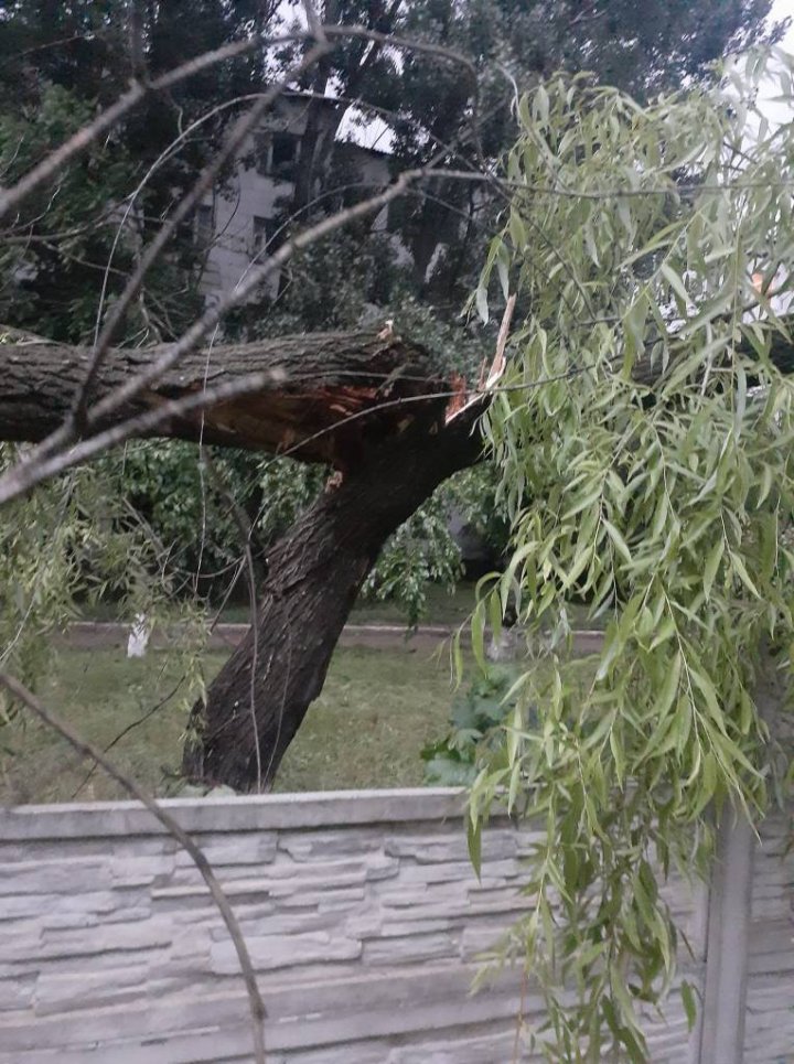 Ploaia cu grindină a făcut RAVAGII la Ungheni. Copaci doborâţi şi culturi agricole distruse (VIDEO/FOTO)