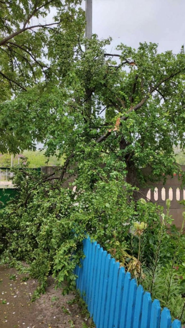 Ploaia cu grindină a făcut RAVAGII la Ungheni. Copaci doborâţi şi culturi agricole distruse (VIDEO/FOTO)