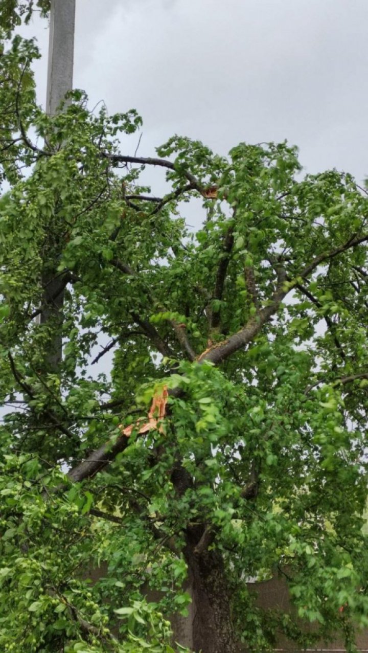 Ploaia cu grindină a făcut RAVAGII la Ungheni. Copaci doborâţi şi culturi agricole distruse (VIDEO/FOTO)