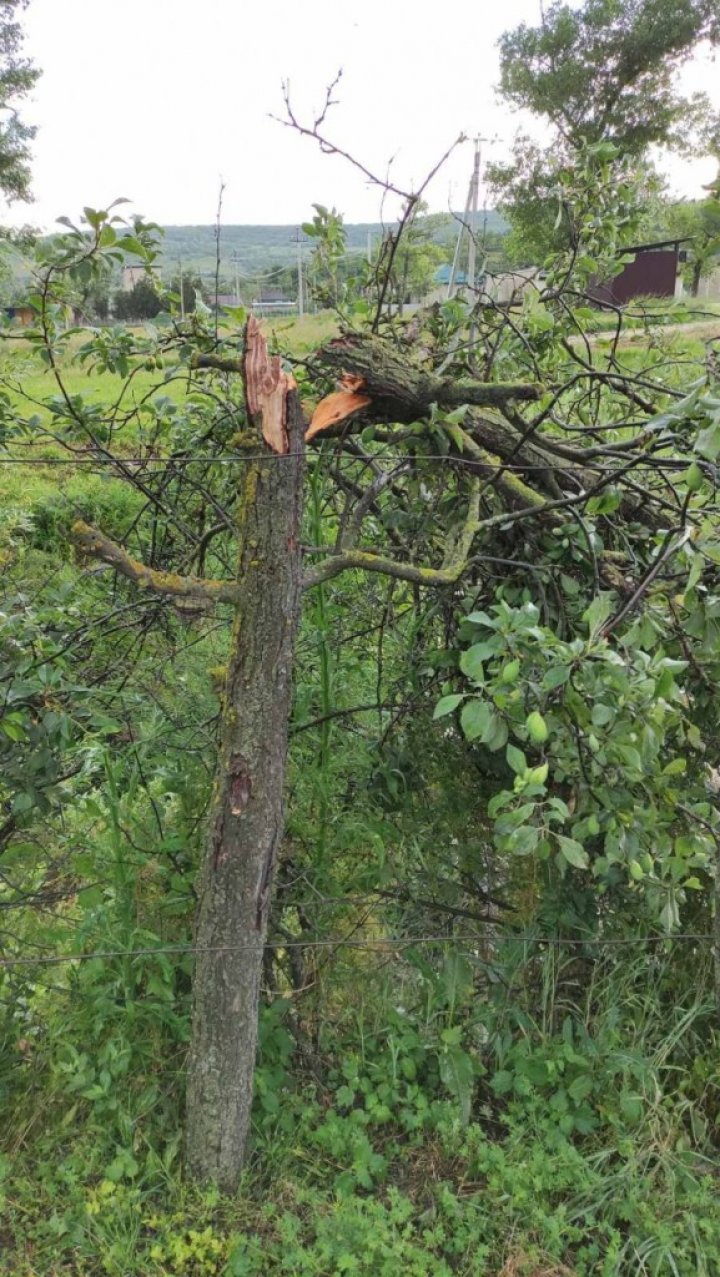 Ploaia cu grindină a făcut RAVAGII la Ungheni. Copaci doborâţi şi culturi agricole distruse (VIDEO/FOTO)