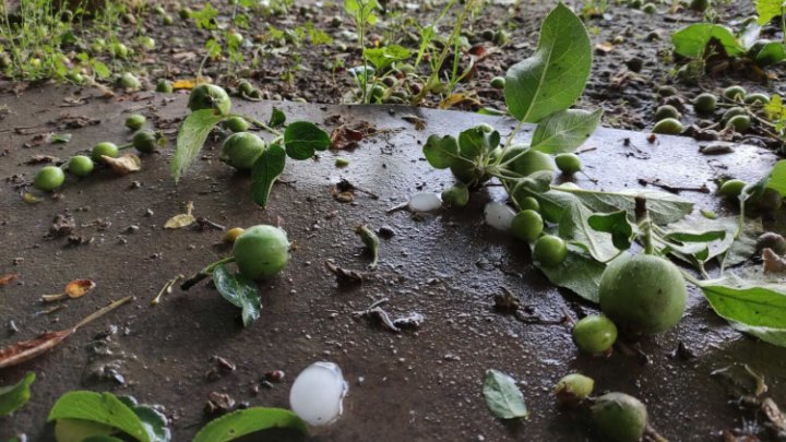 Ploaia cu grindină a făcut RAVAGII la Ungheni. Copaci doborâţi şi culturi agricole distruse (VIDEO/FOTO)