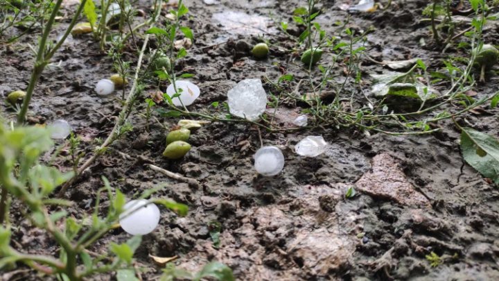 Ploaia cu grindină a făcut RAVAGII la Ungheni. Copaci doborâţi şi culturi agricole distruse (VIDEO/FOTO)