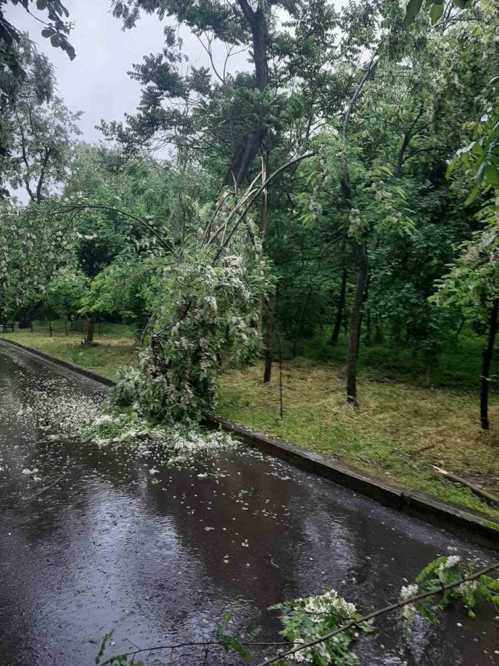 Ploaia şi vântul puternic au doborât mai mulţi copaci în Chişinău (FOTO)