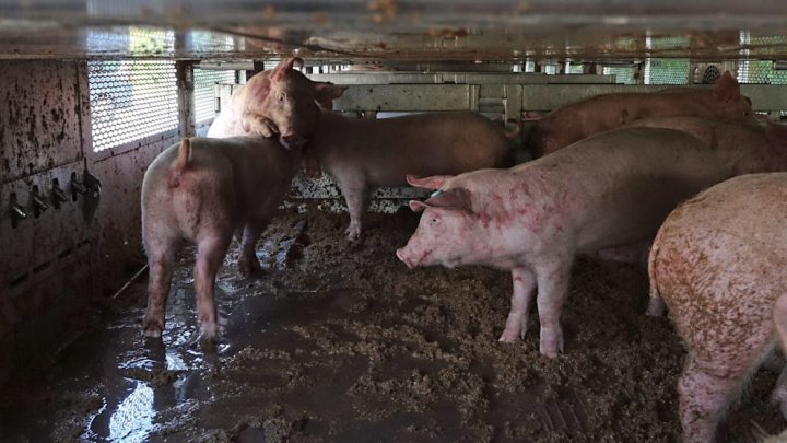 800 de porci aproape morți de căldură, descoperiţi într-un camion în Germania. Şoferui se grăbea să ajungă cu ei în România (FOTO)