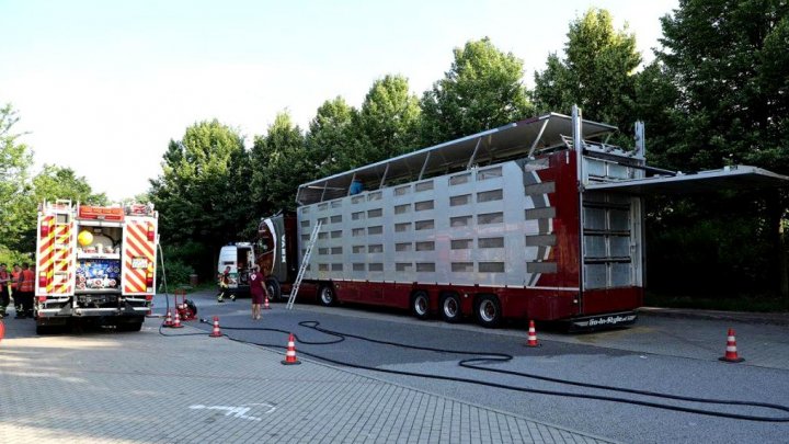 800 de porci aproape morți de căldură, descoperiţi într-un camion în Germania. Şoferui se grăbea să ajungă cu ei în România (FOTO)