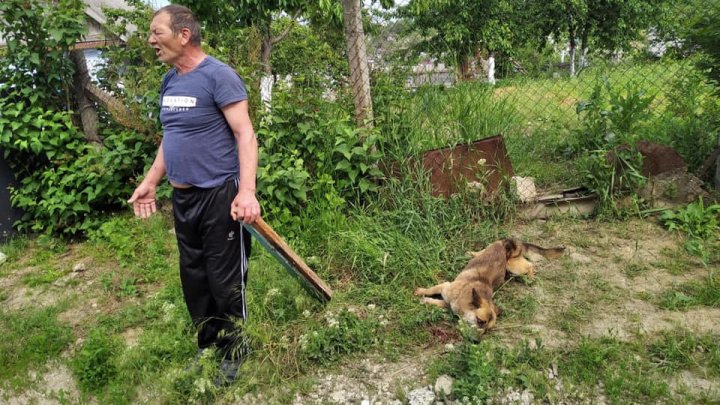 Cruzime fără margini în orașul Hîncești. Un bărbat şi-ar fi lovit cu bestialitate câinele cu o scândură (FOTO)