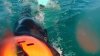 Un surfer, ATACAT de un rechin: bărbatul l-a lovit cu labele costumului de scafandru pe marele răpitor