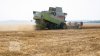 Republica Moldova va înregistra o recoltă istorică de grâu în acest an. Producție estimată la peste 1,2 milioane de tone
