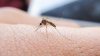 Alertă în Europa! Creştere severă a numărului cazurilor de boli MORTALE provocate de ţânţari