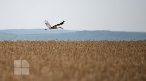 Cum va fi vreme în data de 26 iulie și câte grade vor indica termometrele