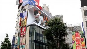 O pisică URIAȘĂ prinde viață pe un ecran LED. Vezi  cât de reală pare (VIDEO)