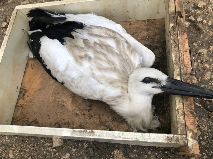 Operaţiune inedită. Angajaţii IGSU au salvat trei cocostârci, care au căzut din cuib şi riscau să moară (FOTO/VIDEO)