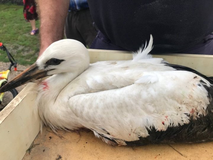 Operaţiune inedită. Angajaţii IGSU au salvat trei cocostârci, care au căzut din cuib şi riscau să moară (FOTO/VIDEO)