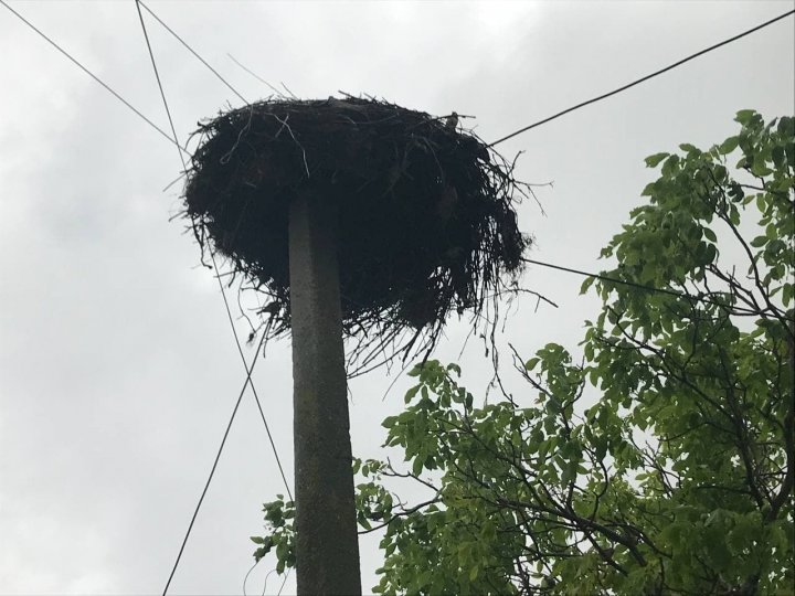 Operaţiune inedită. Angajaţii IGSU au salvat trei cocostârci, care au căzut din cuib şi riscau să moară (FOTO/VIDEO)