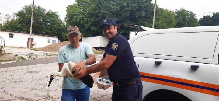 Operaţiune inedită. Angajaţii IGSU au salvat trei cocostârci, care au căzut din cuib şi riscau să moară (FOTO/VIDEO)