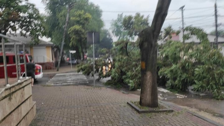 Un copac, doborât de ploaie, a căzut peste firele electrice în centrul Chişinăului (FOTO)