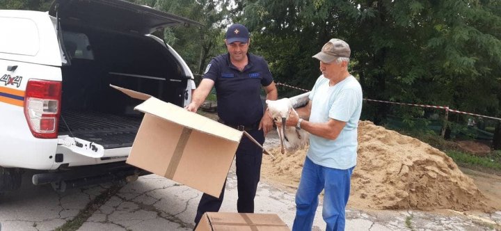 Operaţiune inedită. Angajaţii IGSU au salvat trei cocostârci, care au căzut din cuib şi riscau să moară (FOTO/VIDEO)