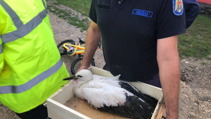 Operaţiune inedită. Angajaţii IGSU au salvat trei cocostârci, care au căzut din cuib şi riscau să moară (FOTO/VIDEO)