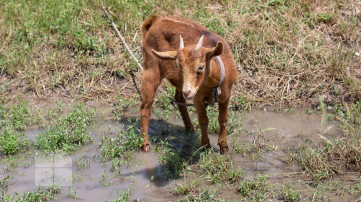 Ploile torenţiale au distrus culturile agricole. Locuitorii raionului Căuşeni sunt disperaţi şi spun că tot ce au agonisit s-a dus cu apa (FOTO)