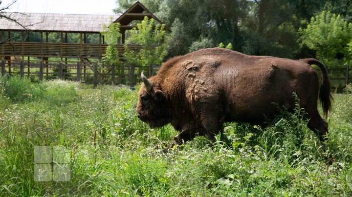 Încă un zimbru de lemn a mai apărut în rezervația Pădurea Domnească (FOTO)