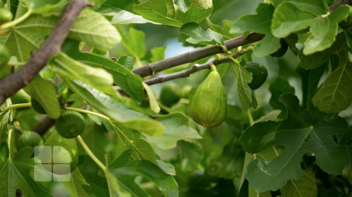 Smochinii moldoveneşti au început să dea roadă. Unde pot fi găsite aceste fructe exotice la noi 