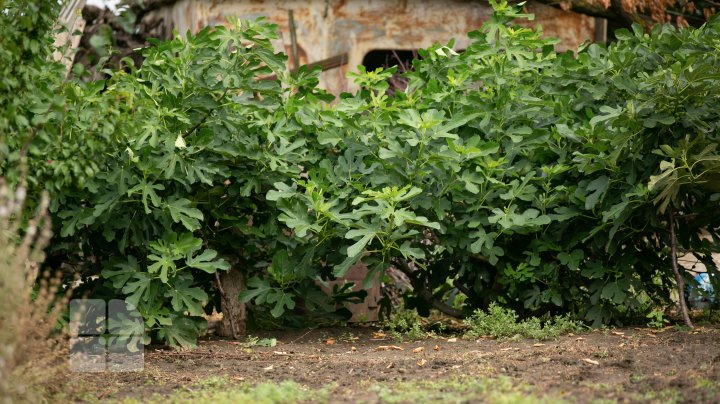 Smochinii moldoveneşti au început să dea roadă. Unde pot fi găsite aceste fructe exotice la noi 