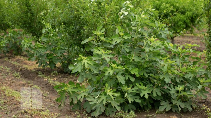 Smochinii moldoveneşti au început să dea roadă. Unde pot fi găsite aceste fructe exotice la noi 