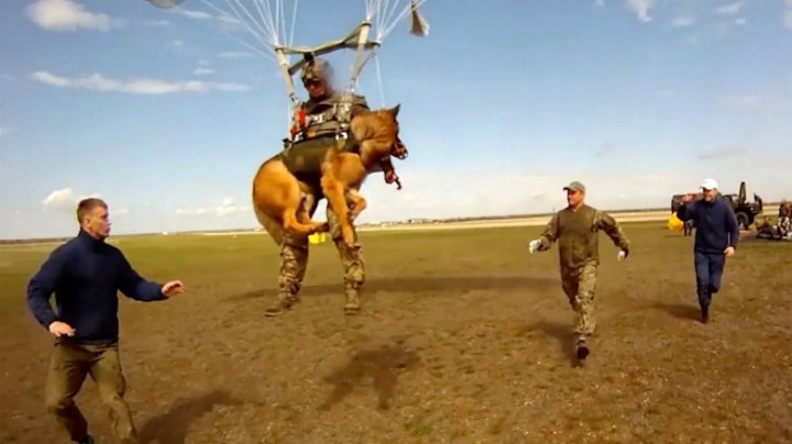 Armata Rusiei antrenează câini să sară cu parașuta. IMAGINI DIN TIMPUL ZBORULUI