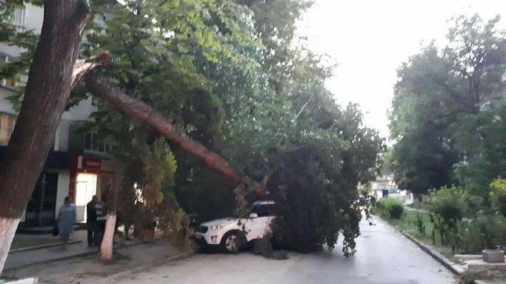 Imagini de groază în Capitală. Furtuna a doborât un copac care s-a înfipt în parbrizul unei maşini (FOTO)