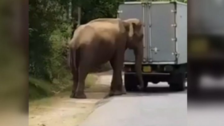 Un elefant i-a venit în ajutor unui șofer de camion