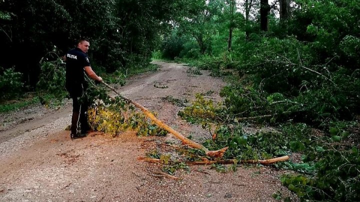 FURTUNA a făcut RAVAGII în raionul Făleşti. Mai multe drumuri din câteva localități, blocate de crengile rupte de vântul puternic (FOTO)