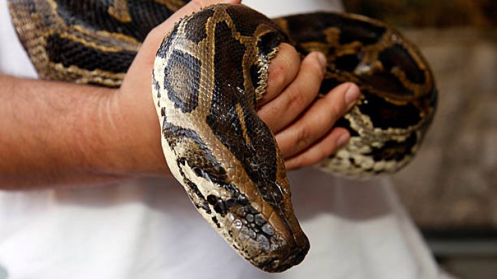 Un bărbat, mușcat de organele genitale de un şarpe ascuns în vasul de toaletă