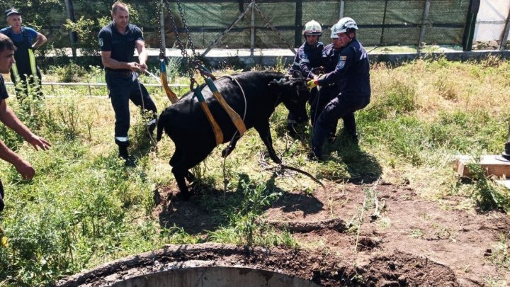 Pompierii au salvat o bovină căzută într-o fântână de canalizare cu adâncimea de patru metri (VIDEO)