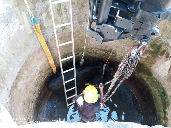 Pompierii au salvat o bovină căzută într-o fântână de canalizare cu adâncimea de patru metri (VIDEO)