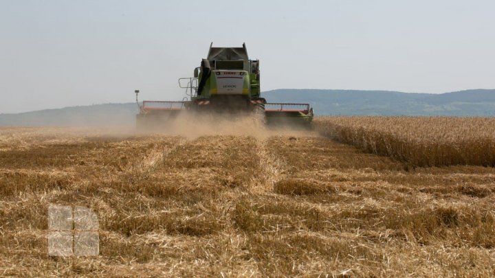 Primele rezultate după două săptămâni de seceriş. Ce recoltă vom avea în acest an