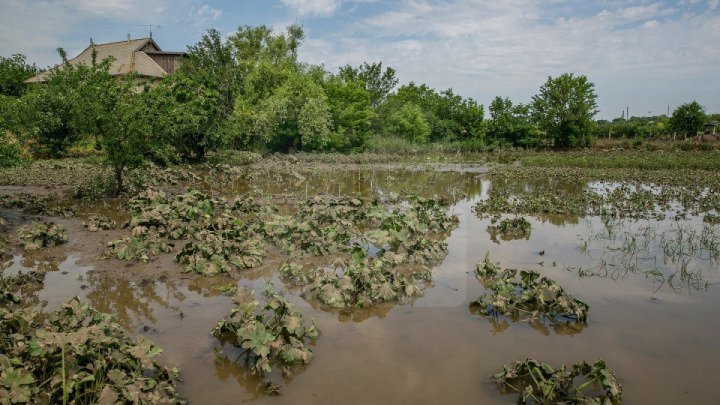 DEZASTRU în mai multe raioane în urma ploilor: Culturi agricole, distruse, drumuri deteriorate și acoperișuri smulse de vânt