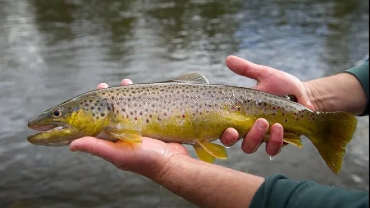 Studiu: Metamfetamina care ajunge în râuri poate face păstrăvii să devină dependenți de droguri