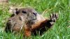 Mongolia interzice vânătoarea de marmote timp de 3 ani