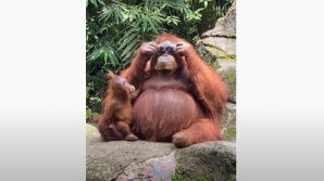 VIDEO VIRAL! O maimuţă încearcă cum îi stă cu ochelari de soare