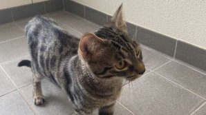 Un fotbalist francez a rămas fără pisici, după ce a fost filmat cum le lovește 