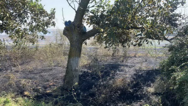 Circulaţia pe traseul Chişinău-Giurgiuleşti, sistată din cauza unor incendii de vegetaţie (VIDEO)