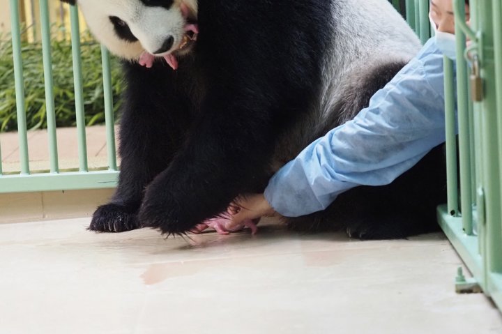 (GALERIE FOTO) O femelă de urs panda a adus pe lume gemeni la o grădină zoologică din Franţa